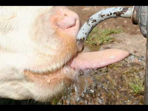 Caffarella mon amour.wmv [Tribù Acustica - Me Ne Vojo Annà]