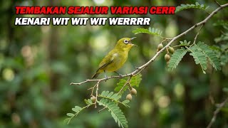Download lagu PANCINGAN PLECI NEMBAK SEJALUR VARIASI CERR WIT WIT WIT KENARI WERRR, BIKIN CEPAT BUKA PARUH mp3 Download lagu PANCINGAN PLECI NEMBAK SEJALUR VARIASI CERR WIT WIT WIT KENARI WERRR, BIKIN CEPAT BUKA PARUH mp3