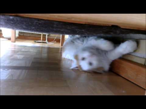 Table tennis with Alfred - on the floor