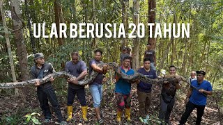 Download lagu 14 ORANG TANGKAP ULAR TERBESAR BERUSIA 20 TAHUN mp3