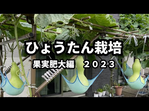 園芸 ひょうたんの木、ひょうたんの木