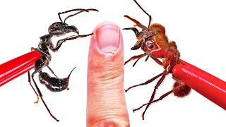 STUNG and BIT! Bullet Ant vs Soldier Ant