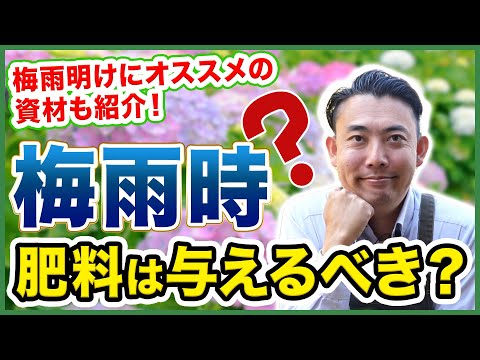 トマトの株元の湿度を保つためにマルチをする