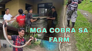 ANG LALAKI AT MATATAPANG ANG MGA COBRA SA FARM NA TUMUTUKLAW SA MGA PANABONG