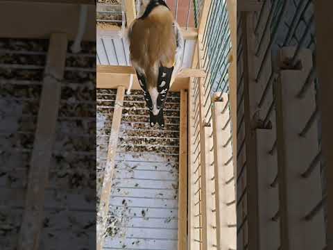 🔥 🔥 richiamo cardellino pulito e perfetto stimolante #طائرالحسون #bird