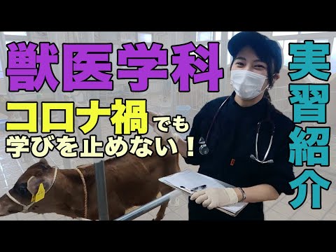 動物科学科 実習紹介【獣医学科 動物衛生学実習II】～コロナ禍でも学びを止めない日獣の実習～