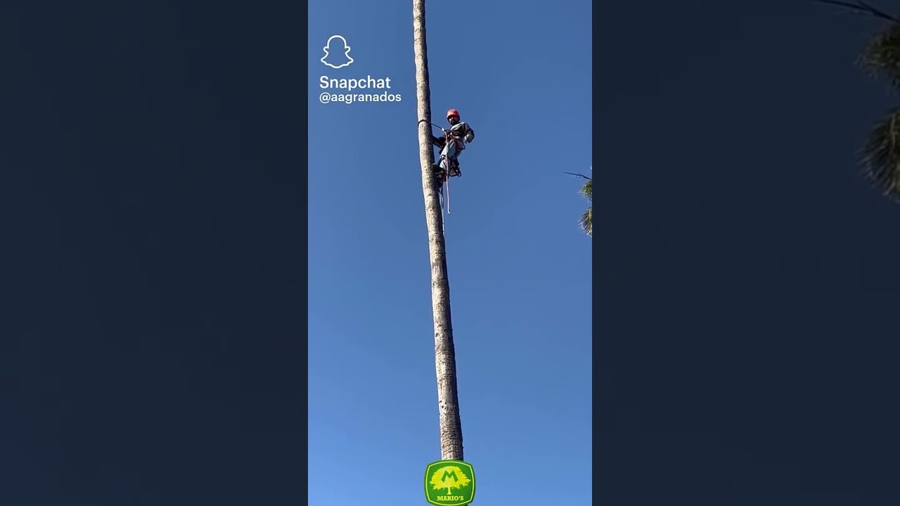 Mario’s tree services. Tree service Kern county. Trimming Palm trees.