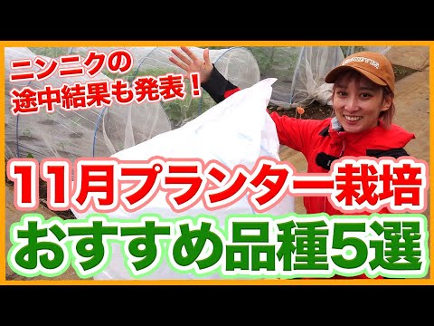  11月に菜園、果樹園、観賞用の庭に何を植えますか？作物の完全なリスト  庭園