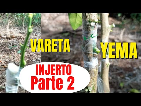 How to Graft a Lemon by Bud and Stick | Citrus Grafting Part 2