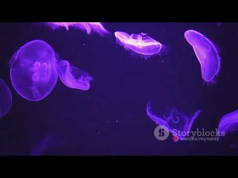 Misteri Laut Dalam  Unveiling Ocean Myst