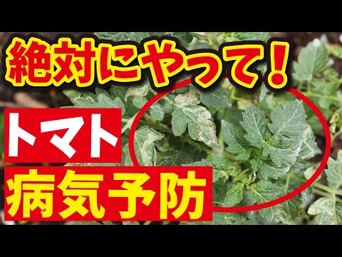 トマトの一般的な病気は、花の損失を防ぐことができます。