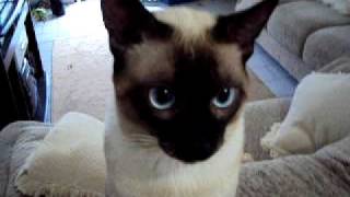 Siamese cat learning commands