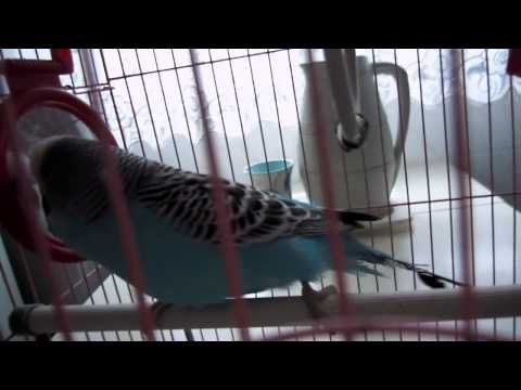 Chikooo...♥ ♥ ♥ ♥