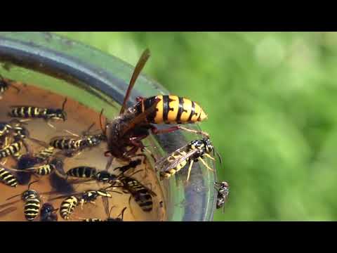 Trapping Wasps, Hornets and Yellow Jackets, Best Bait, Mixture and lure Protecting Honey Bees.