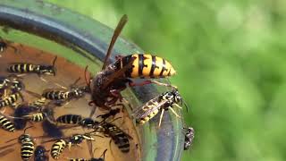 Trapping Wasps, Hornets and Yellow Jackets, Best Bait, Mixture and lure Protecting Honey Bees.