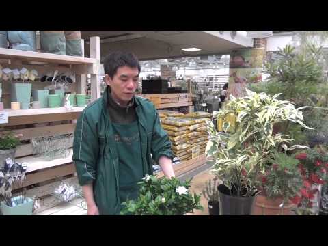 クチナシの剪定時期と方法は？プロセス全体は 4 つのステップで完了  庭園