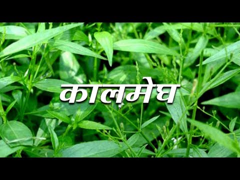 download lagu mp3 mp4 Kalmegh, download lagu Kalmegh gratis, unduh video klip Kalmegh