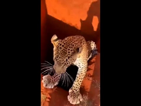 Leopard Falls Into Deep Well - Shocking Moment! #Shorts
