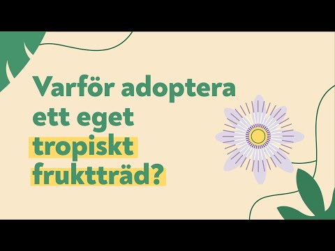 Varför adoptera ett eget tropiskt fruktträd?