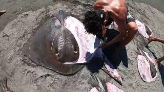 Descuartizando las Mantarrayas