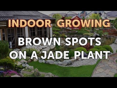 How to Regrow a Broken Aloe Leaf