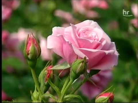 Hessenbilder - Die Wetterau und das Büdinger Land