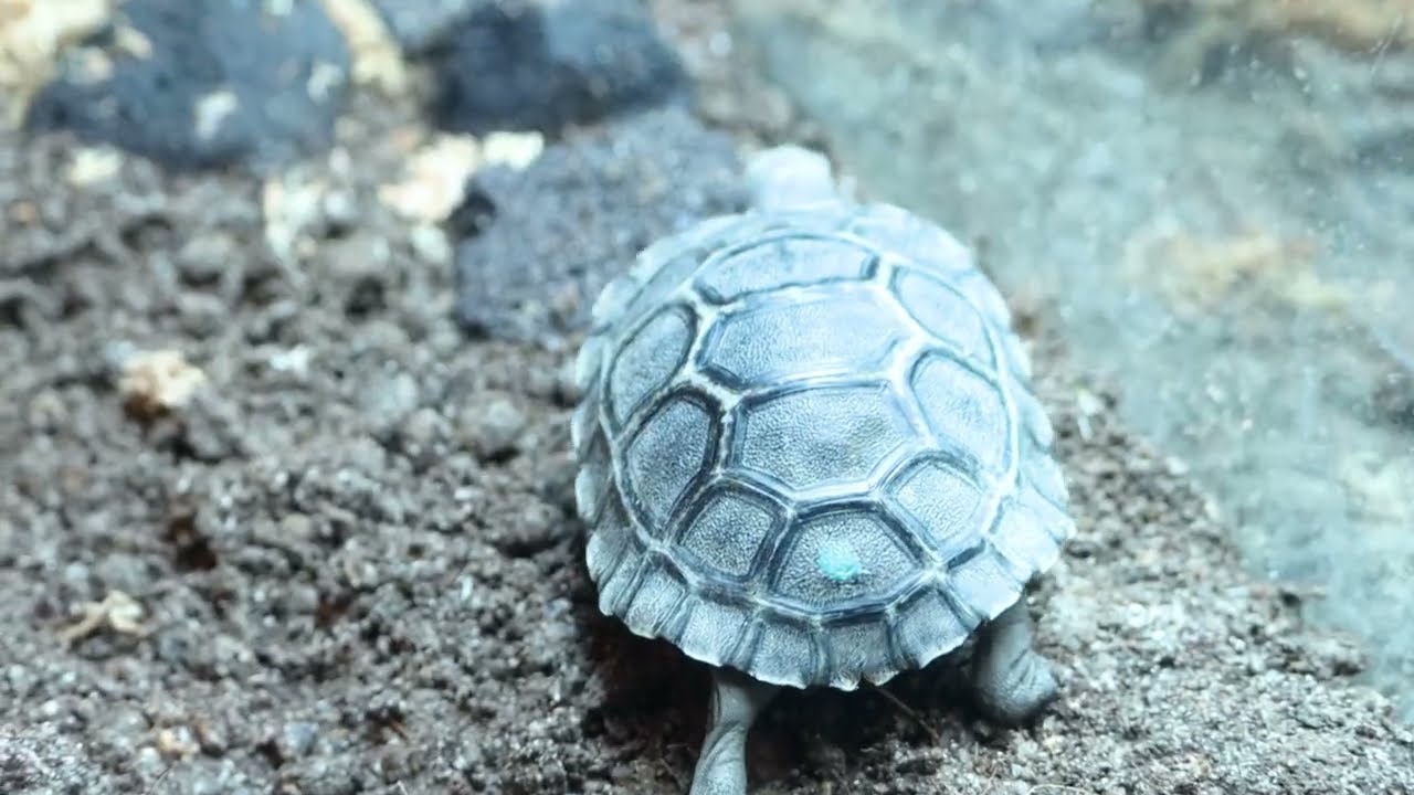 Galapagos Tortoise Hatchlings Debut Publicly for the First Time - YouTube