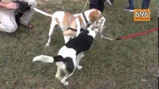 benevento-riapre-il-fido-park