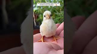 This Kind Family Adopted a Baby Chick That Fell Off a Truck on the Road...