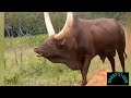 Jiminogeni Doto Kumbukumbu 2026 Video