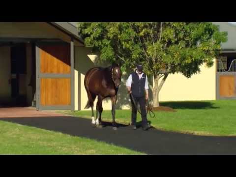 Casino Prince - Vinery Stallion Parade steadicam 2014