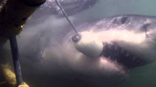 preview picture of video 'HD : Great White Shark Diving 2013 - South Africa'