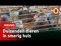 Vrouw haalt zelf muizenplaag in huis | Omroep Brabant