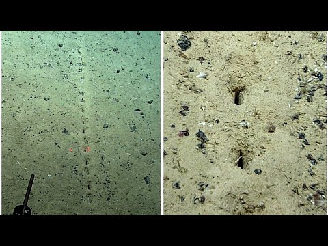 대서양의 2.6km 해저에서 규칙적인 구멍들이 발견되었습니다