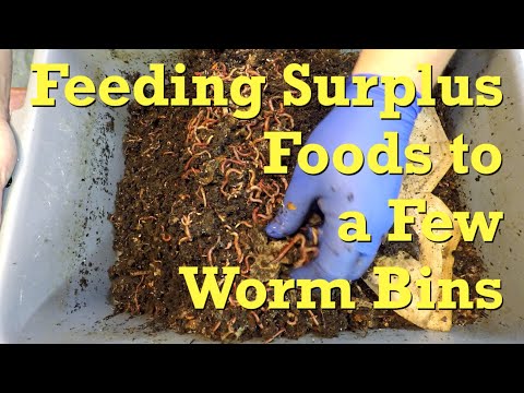 4 unrelated worm bins fed to avoid overstocking the freezer - vermicompost