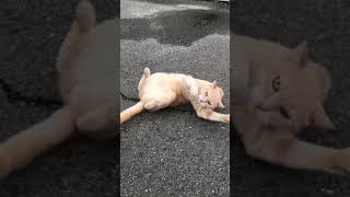 野良猫のトラちゃん