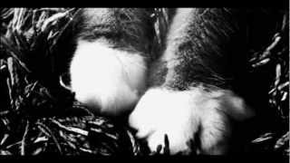 Salut Les Copains Eux Autres Music Video