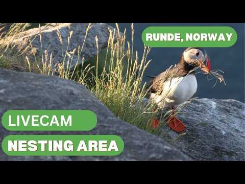 Herøy - Live lundeura