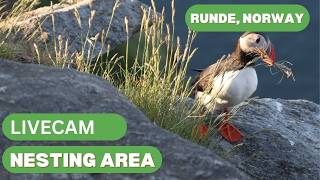 Live from puffin nesting area at Runde, Norway live webcam