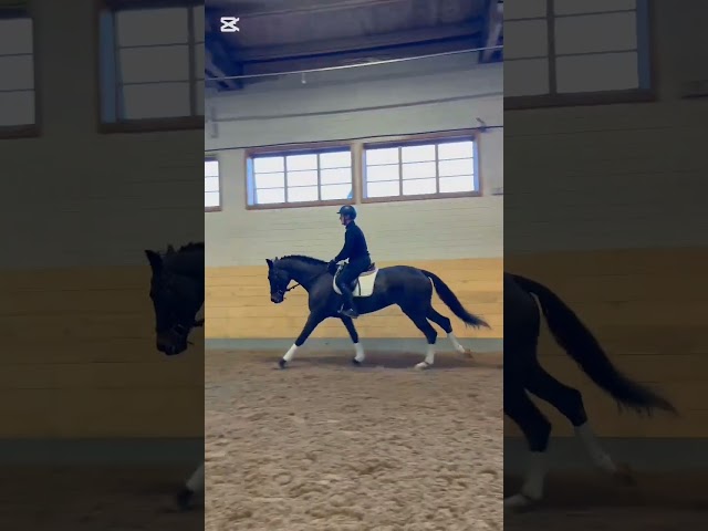 Rihani Under Saddle