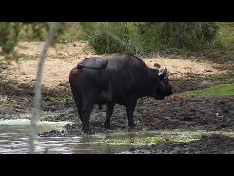 Djuma: Lone African Buffalo gets a quick drink - 15:38 - 06/18/20