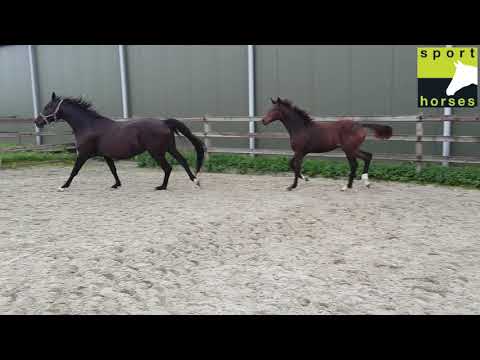 KWPN | Furst Jazz | San Amour