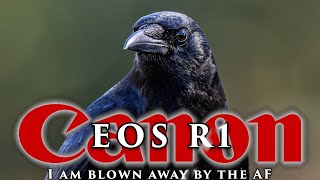 Canon's R1 and overall performance are exactly what works for me - at Lake Casitas for wildlife.. 📷