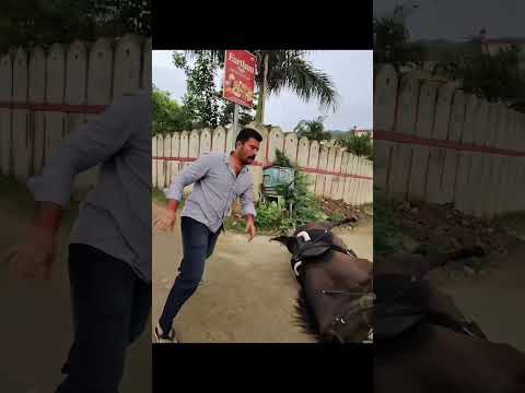 Why 🥺😱😭😭 #injured #monkey #wildliferescue #animals #rescueefforts #horse #rescue
