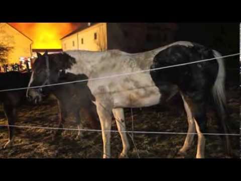 Brand in Altheim / Reiterhof