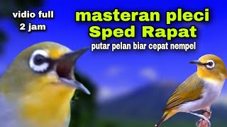 Download lagu Masteran Pleci Malam Hari Biar Gacor Di Pagi Hari mp3