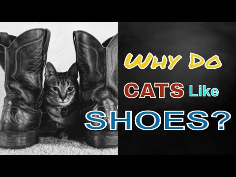 WHY DO CATS LIKE SHOES? l V-24