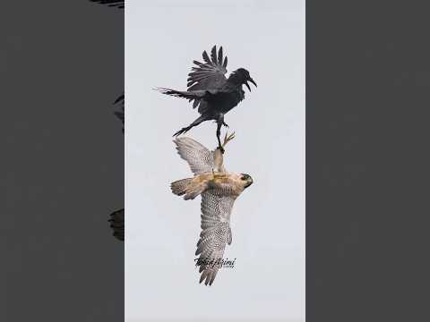 An insanely intense confrontation between Maxine and a pestering Raven....#falcon #peregrinefalcon
