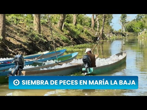 Así buscan recuperar la ciénaga de María la Baja y el sustento pesquero