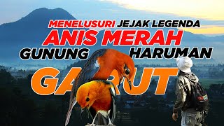 Download lagu LOOKING FOR MOUNT HARUMAN RED ANIS DIRECTLY FROM GARUT - THE LEGENDARY MYTHICAL BIRD OF THE SAINTS mp3